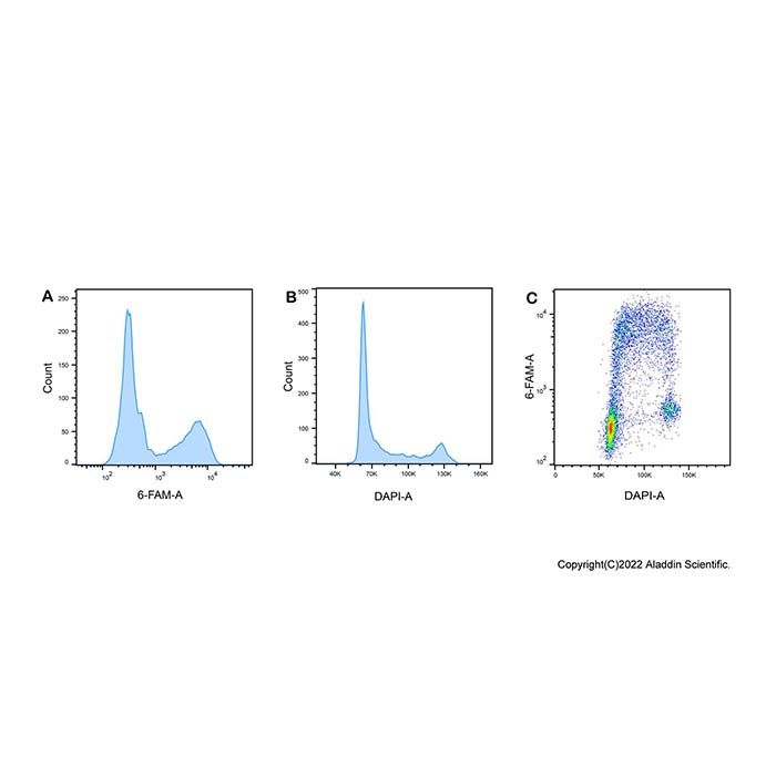 EdU Cell Proliferation Detection Kit (6-FAM)