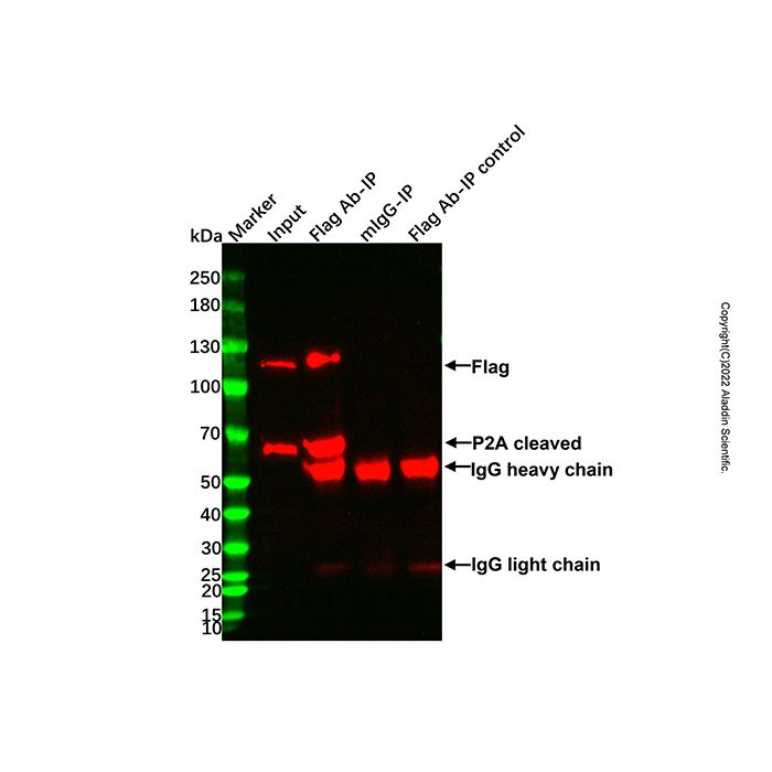 Immunoprecipitation Kit (Protein A Agarose Gel) - BioReagent,ready-to-use,for IP  by Aladdin Scientific