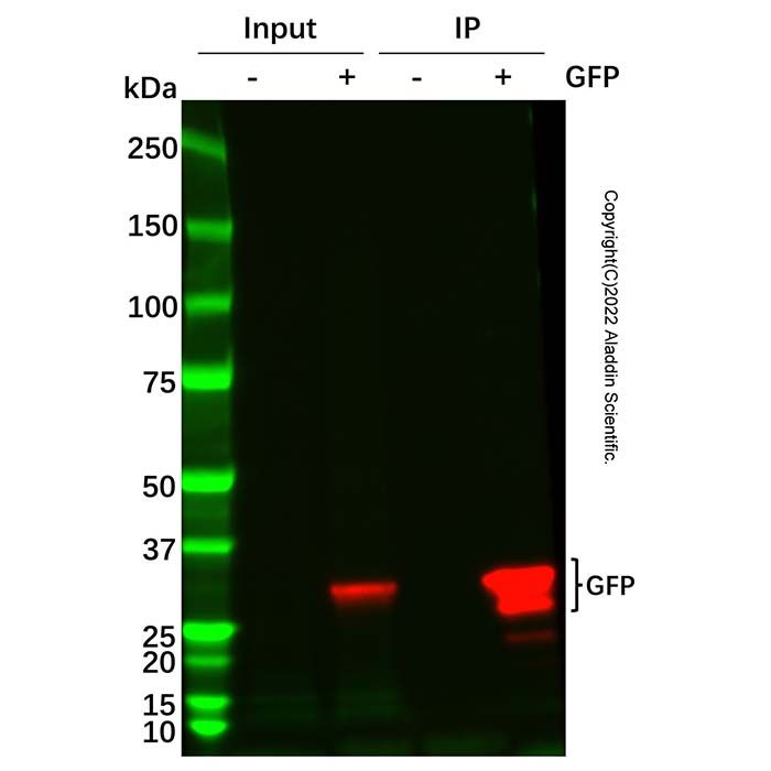 GFP-tag IP/Co-IP (Nanobody Magnetic Beads)