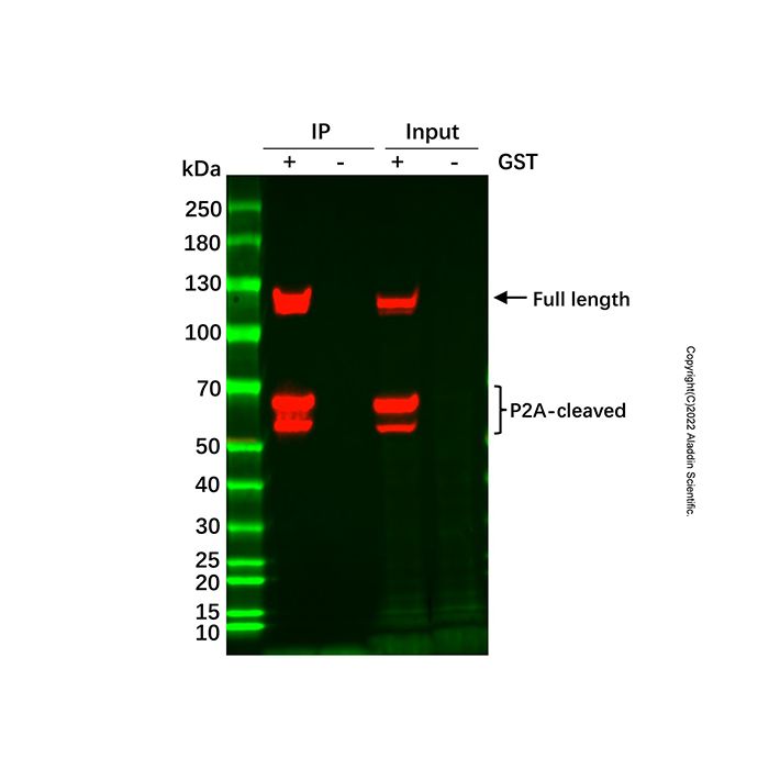 Glutathione Agarose Resin (GST tag) -    by Aladdin Scientific