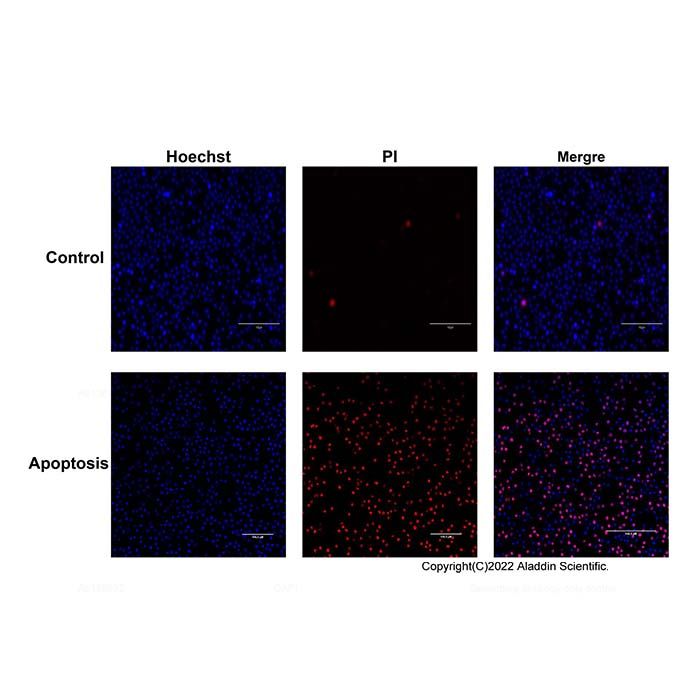 Hoechst 33342/PI Apoptosis Detection Kit - BioReagent,Biological Stain,for microscopy,ready-to-use  by Aladdin Scientific
