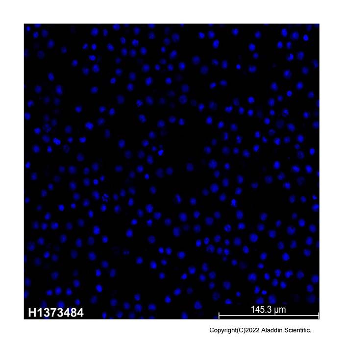 Hoechst 33258 staining solution - BioReagent, Biological Stain, Biological dye grade, Suitable for Immunofluorescence(IF), for fluorescence analysis, for cell culture, for microscopy, ready-to-use, 1.0 mg/mL in H₂O CAS No(23491-45-4) by Aladdin Scientific