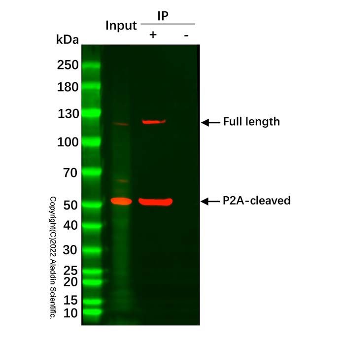 His Protein Pull Down Kit - BioReagent,for IP,ready-to-use, high purity