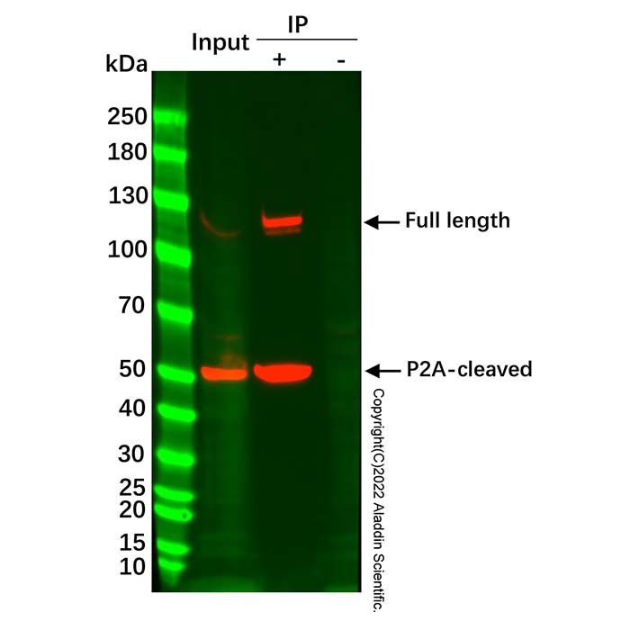 His-Tag Magnetic IP/Co-IP Kit - BioReagent,for IP,ready-to-use, high purity