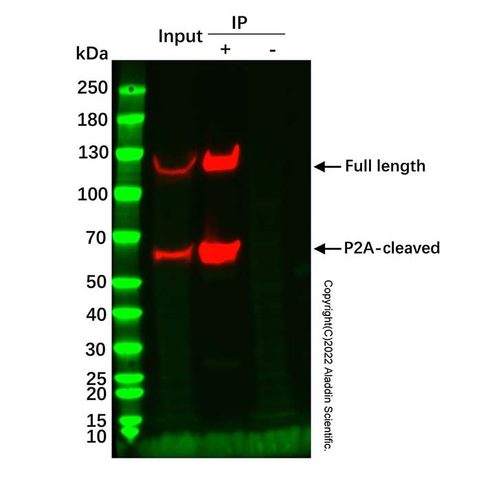 Anti-c-Myc Resin IP/Co-IP Kit - BioReagent,for IP,ready-to-use, high purity