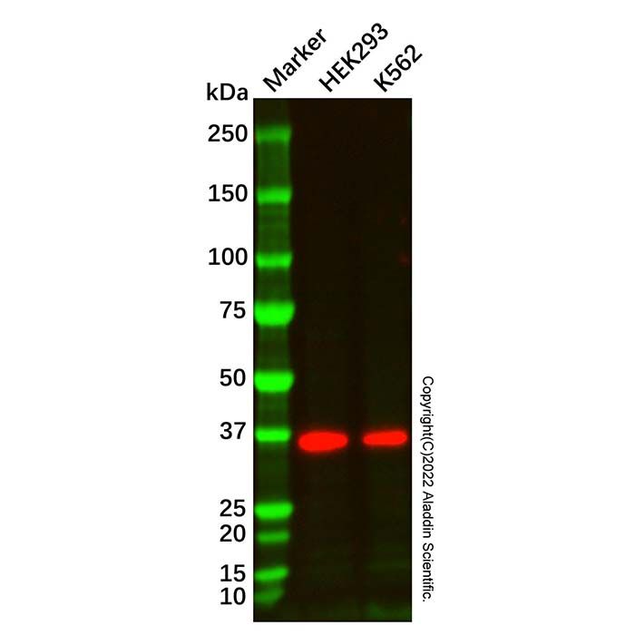 LumiDye™ SMCC Activated Streptavidin (SMCC-SA) - BioReagent  by Aladdin Scientific