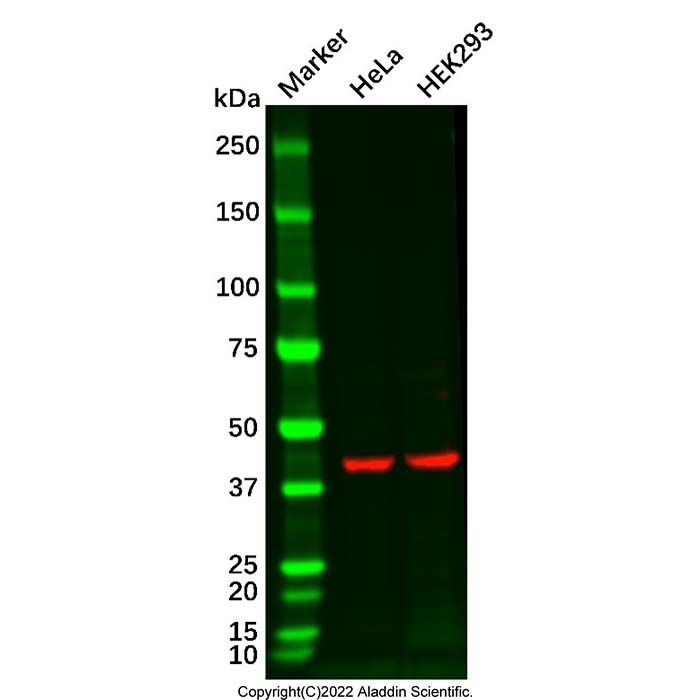 HRP Conjugation Kit (SMCC Activated)
