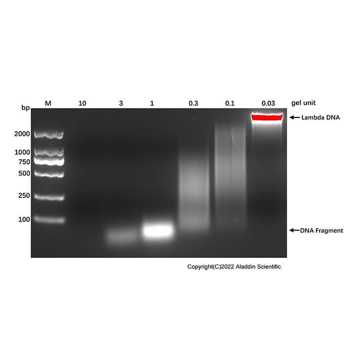 Micrococcal Nuclease, MNase