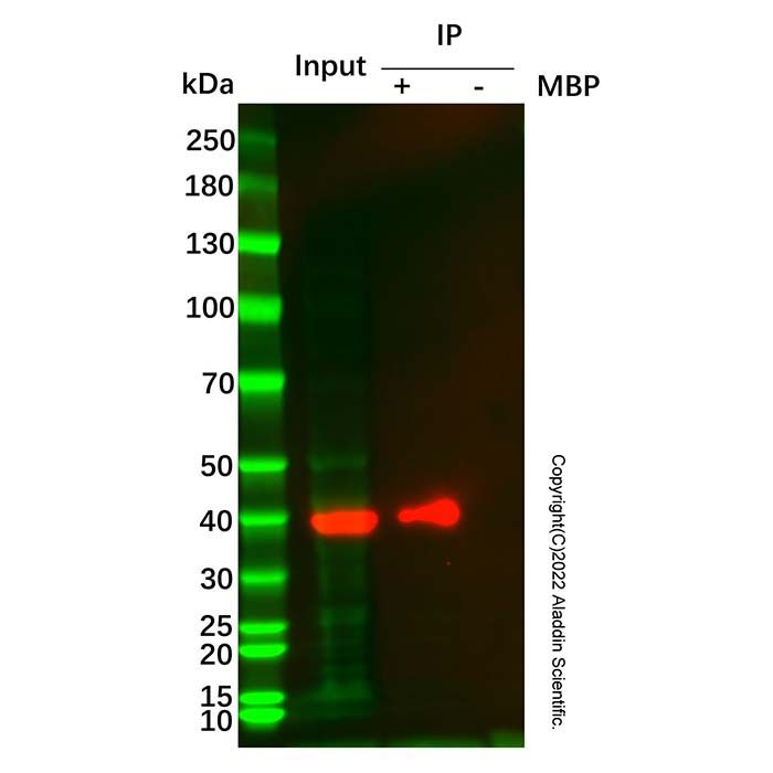 Dextrin Agarose Resin (MBP tag) - BioReagent, endotoxin tested, 50% v/v  by Aladdin Scientific