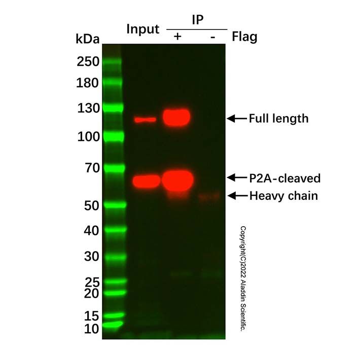 UltraBio™ Mouse IgG Agarose -    M748148 by Aladdin Scientific