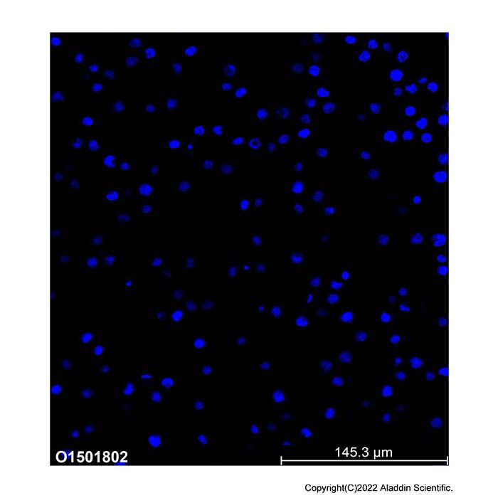 Hoechst 33342 Staining Solution - Suitable for Immunofluorescence(IF), BioReagent, ready-to-use, Biological Stain, for fluorescence analysis, Biological dye grade, for microscopy, for cell culture, 1.0 mg/ml in H₂O CAS No(23491-52-3) by Aladdin Scientific