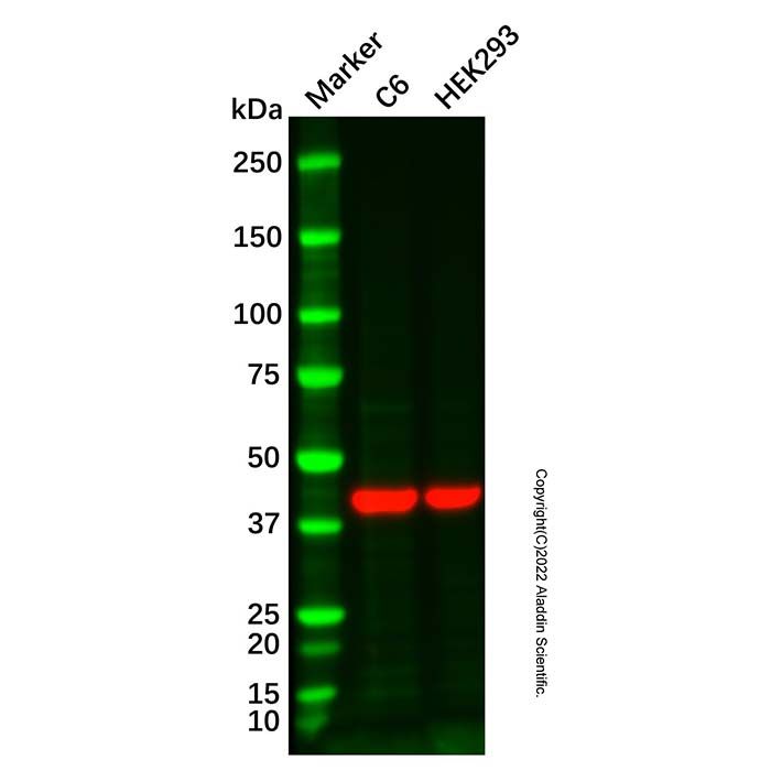 HRP Conjugation Kit (Periodate Activated)