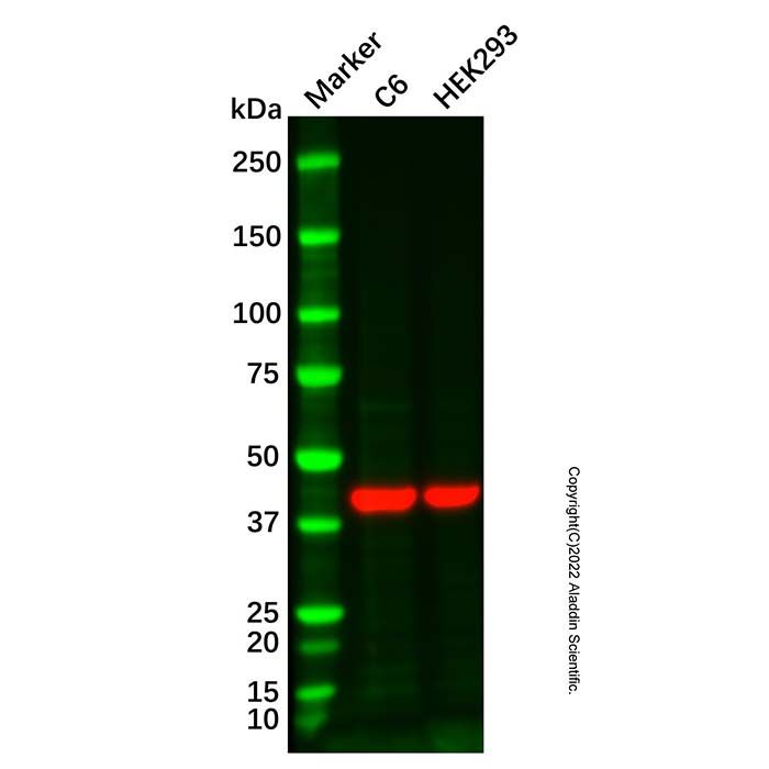 HRP Conjugation Kit (Periodate Activated)