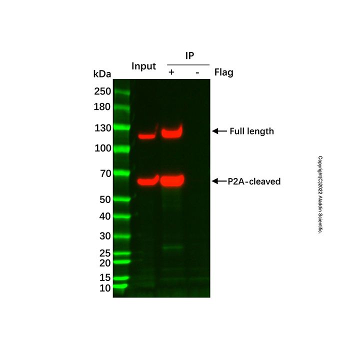 UltraBio™ Streptavidin Magnetic Beads (1μm) - BioReagent, 10 mg/mL; particle size: 1μm  by Aladdin Scientific