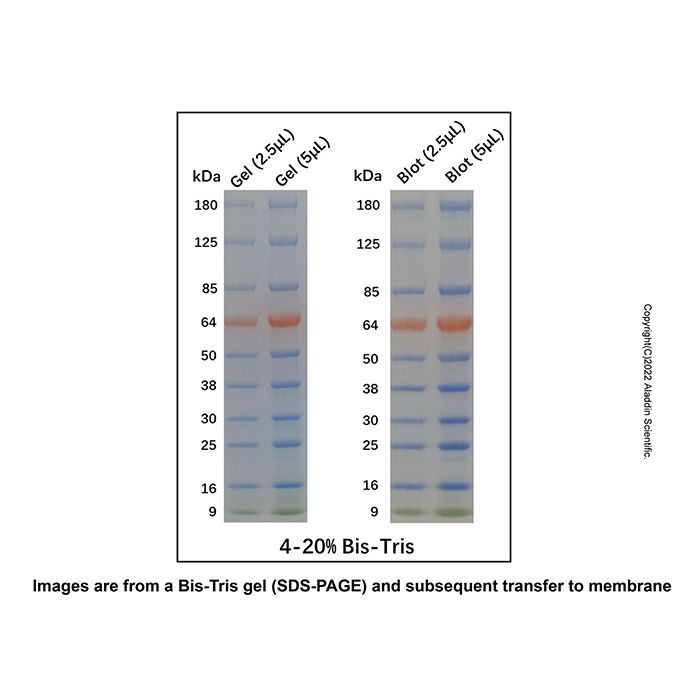 Tricolor Prestained Protein MW Marker (9-180kDa) - for western blot, suitable for electrophoresis, 9-180kDa; 9 Green/ 16 Blue/ 25 Blue/ 30 Blue/ 38 Blue/ 50 Blue/ 64 Orange/ 85 Blue/ 125 Blue/ 180 Blue kDa  by Aladdin Scientific