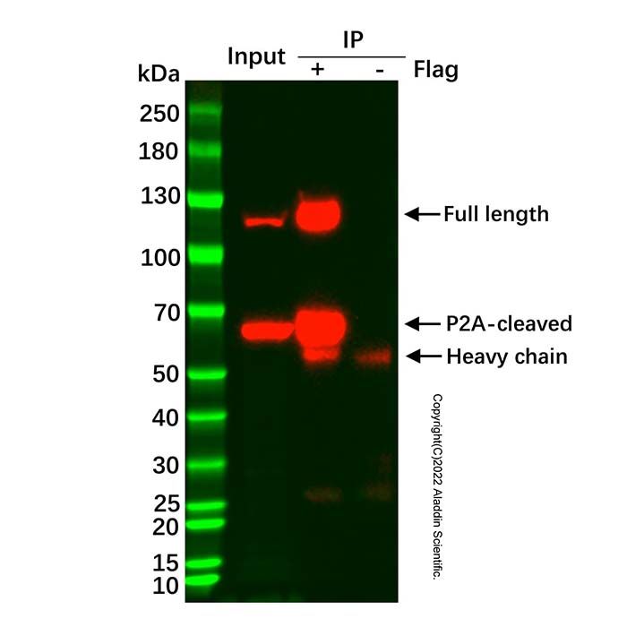 UltraBio™ Anti-DYKDDDDK Agarose - BioReagent,for IP,50% v/v  U1508188 by Aladdin Scientific