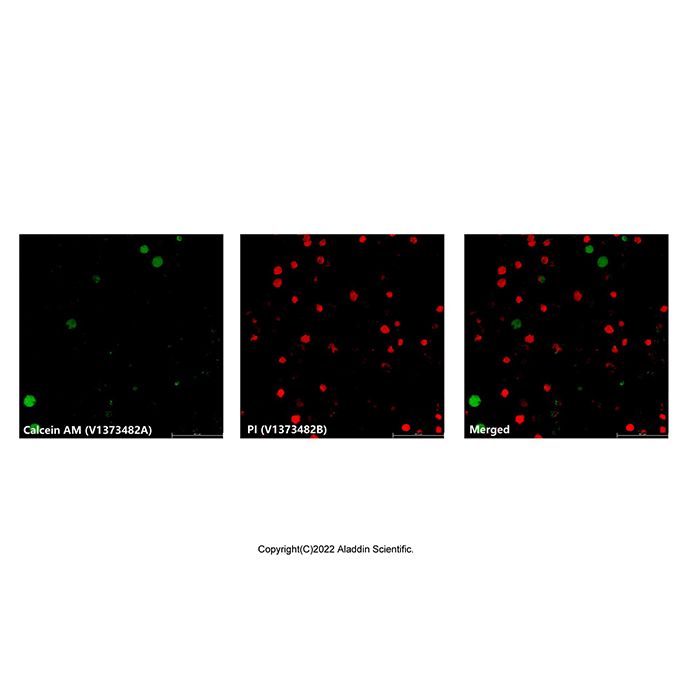 Viability/Cytotoxicity Assay Kit for Live & Dead Cells (Calcein AM/PI) - BioReagent,for microscopy,Biological Stain,Suitable for Immunofluorescence(IF),for fluorescence analysis,for cell culture  V1373482 by Aladdin Scientific
