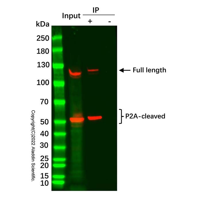 Anti-V5 Nanobody Magnetic Beads IP/Co-IP Kit - BioReagent,for IP,ready-to-use, high purity