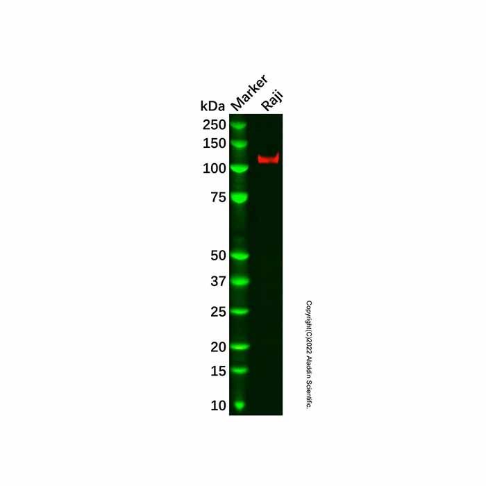 Recombinant CD21 Antibody -    by Aladdin Scientific