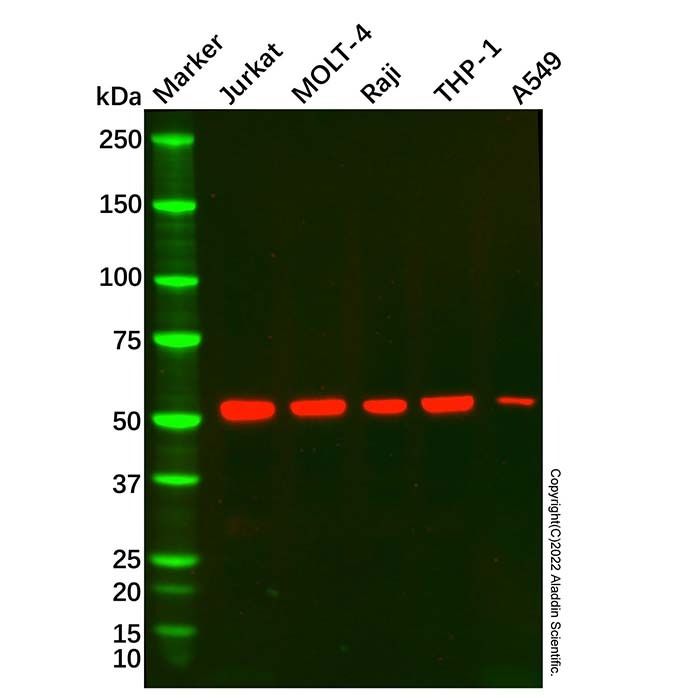 CD5 Mouse mAb -    by Aladdin Scientific
