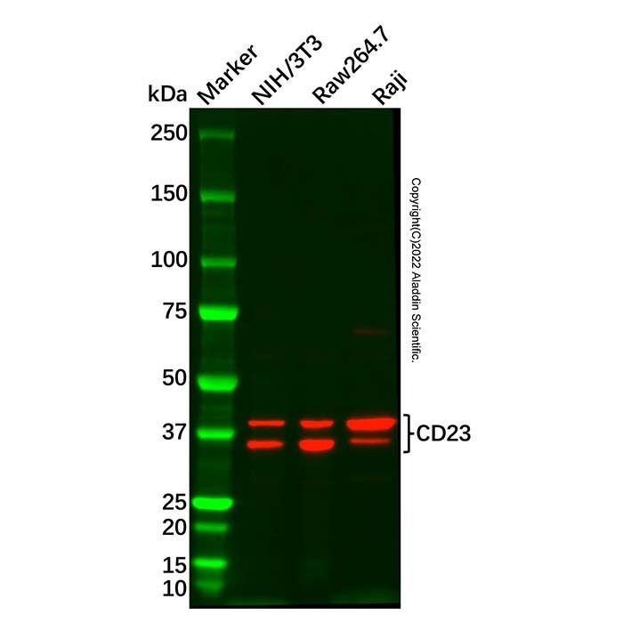 CD23 Antibody -    by Aladdin Scientific