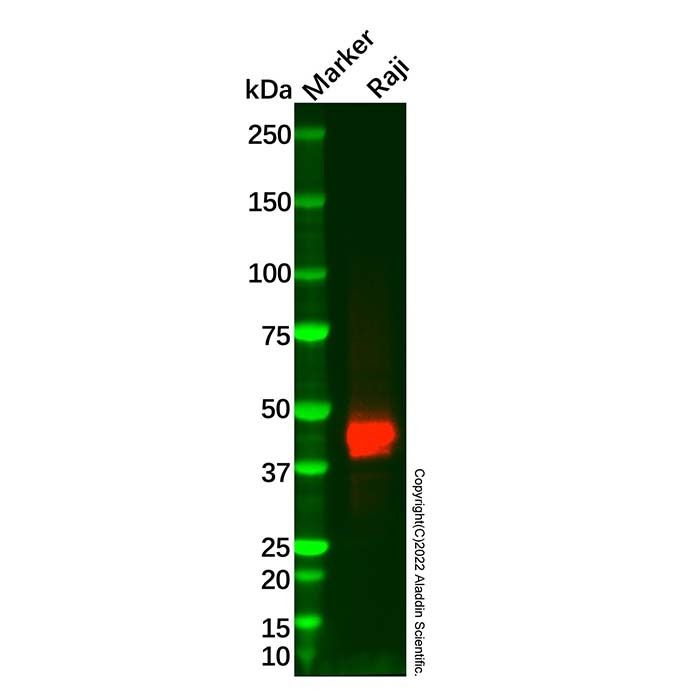 CD23 Mouse mAb -    by Aladdin Scientific