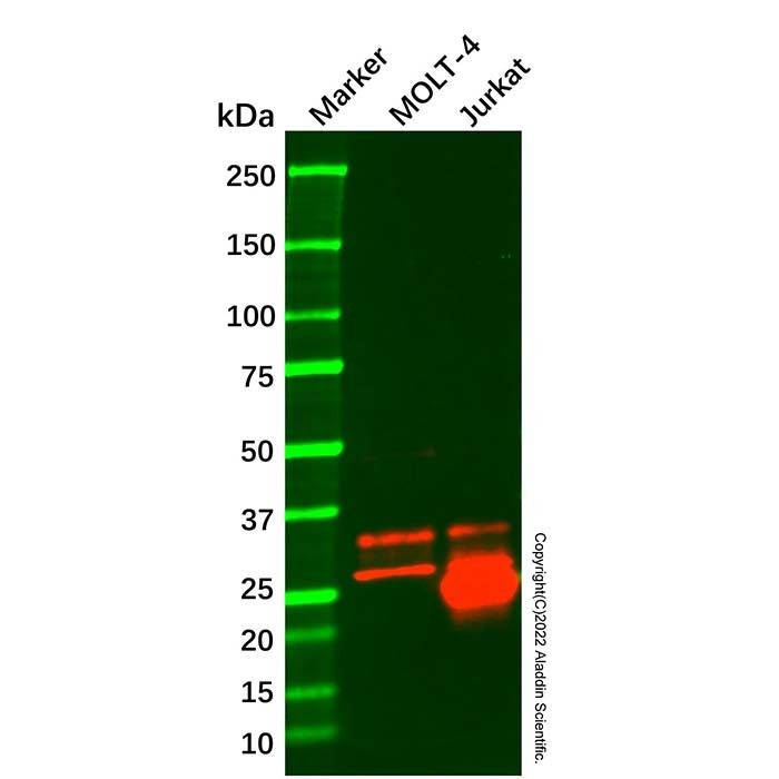 CD99 Mouse mAb - by Aladdin Scientific
