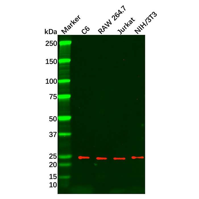 IL-33 Mouse mAb -    by Aladdin Scientific