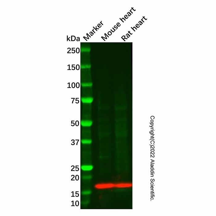 Recombinant Myoglobin Antibody -    by Aladdin Scientific