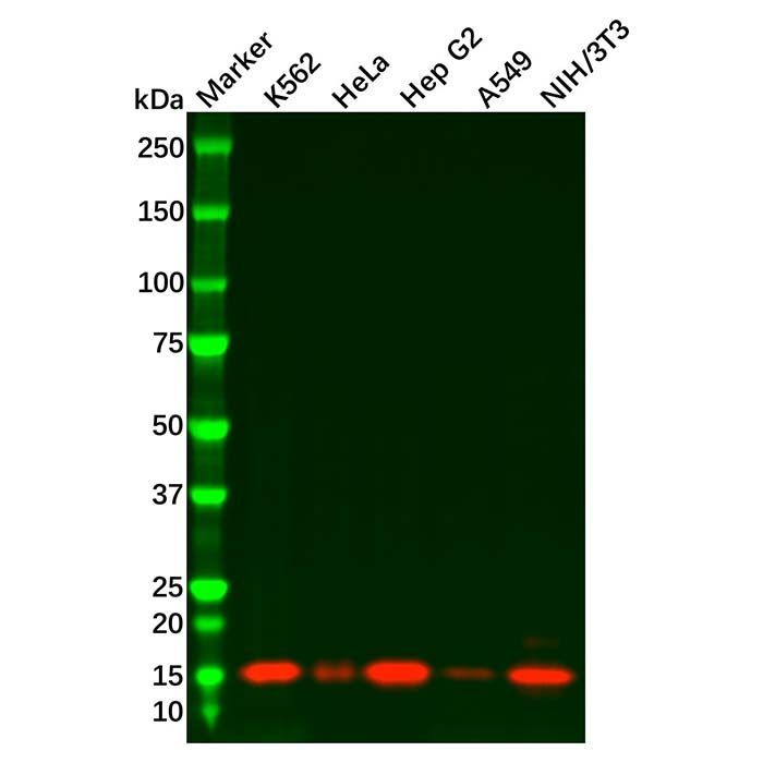 Recombinant Cystatin C Antibody -    by Aladdin Scientific