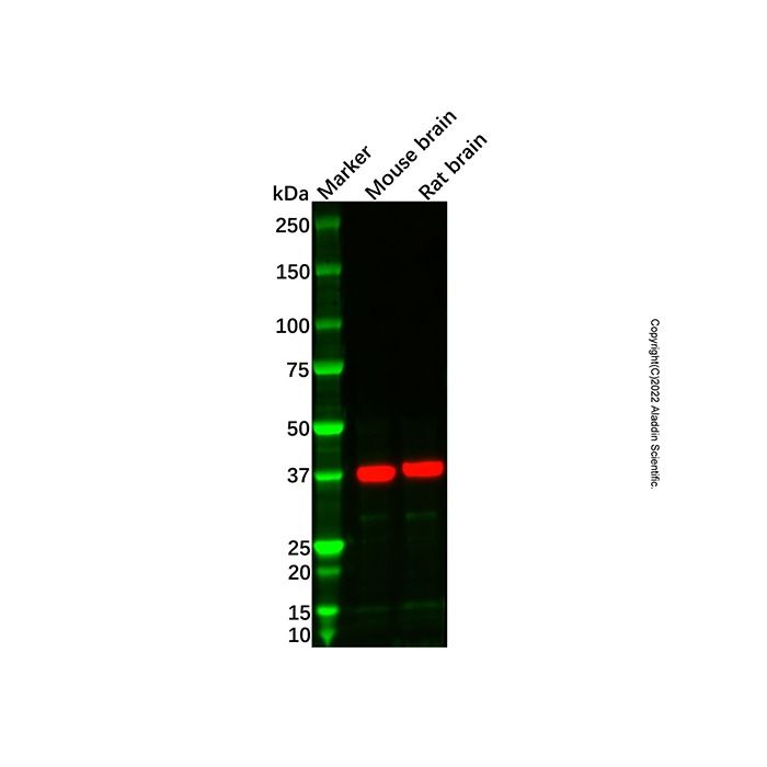 Recombinant Haptoglobin Antibody -    by Aladdin Scientific