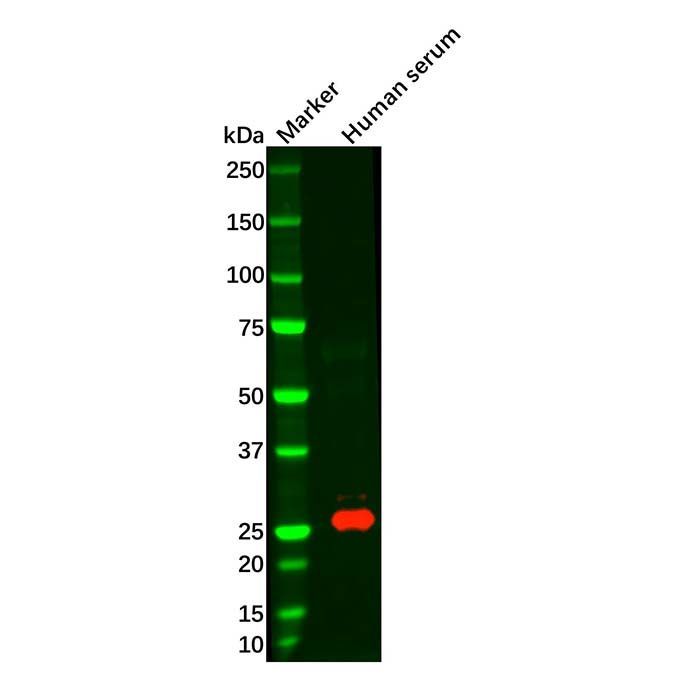 Recombinant Kappa Light Chain Antibody -    by Aladdin Scientific