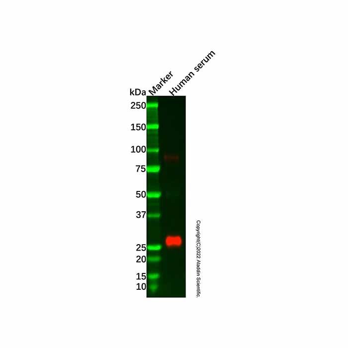 Recombinant Lambda Light Chain Antibody -    by Aladdin Scientific