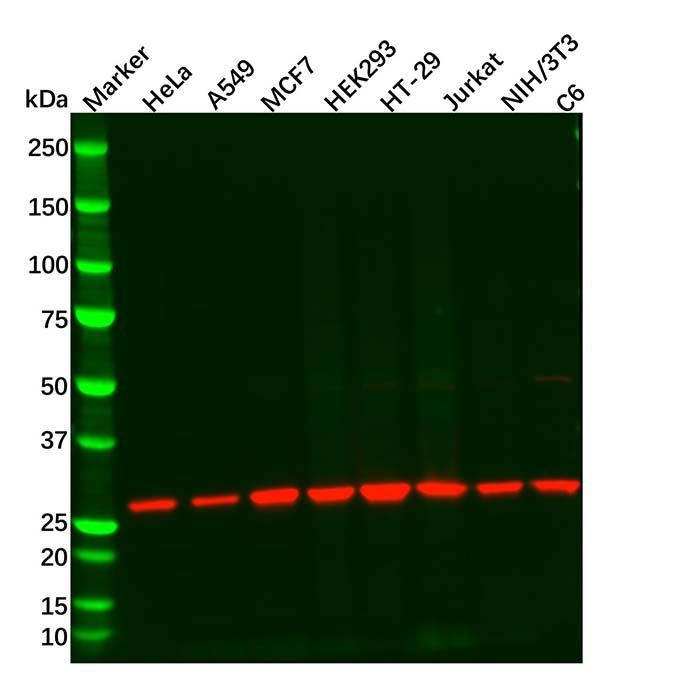Recombinant 14-3-3 alpha/beta Antibody -    by Aladdin Scientific