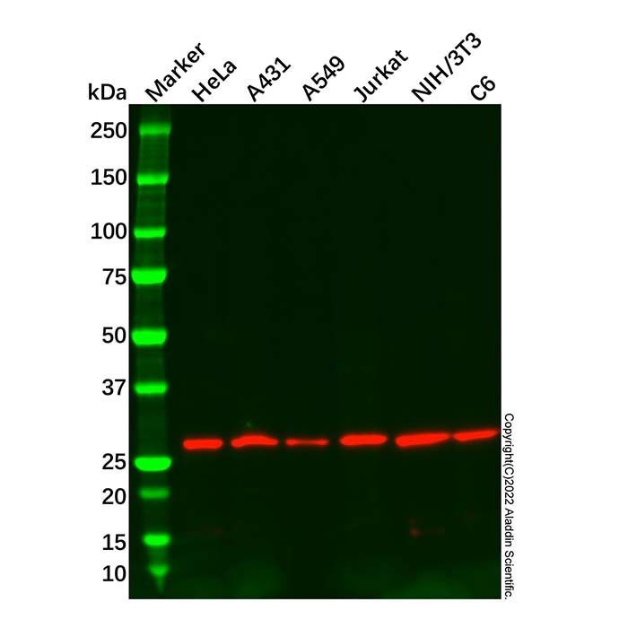 14-3-3 eta/YWHAH Mouse mAb - by Aladdin Scientific