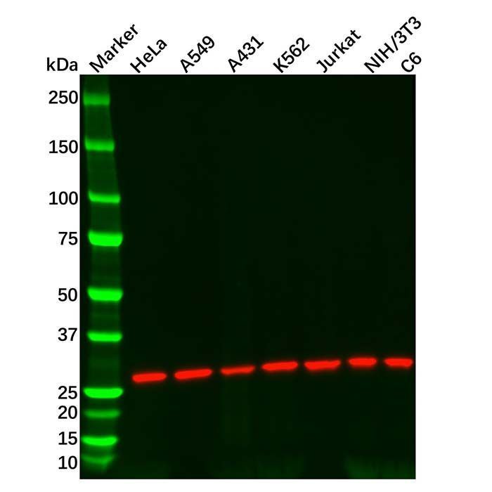 Recombinant 14-3-3 gamma/YWHAG Antibody -    by Aladdin Scientific