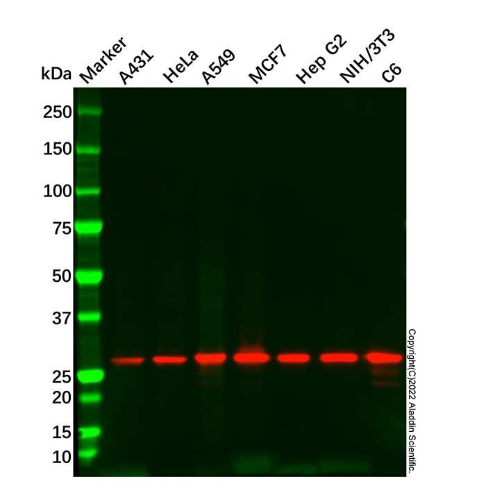 14-3-3 sigma/SFN Antibody -    by Aladdin Scientific