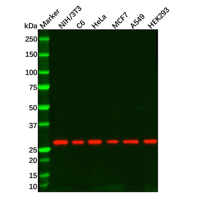 Recombinant 14-3-3 theta Antibody -    by Aladdin Scientific