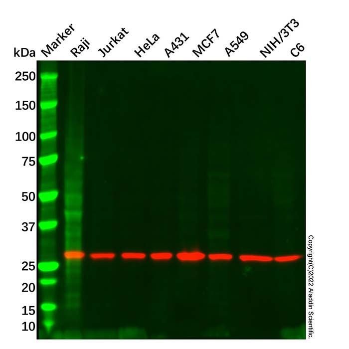 14-3-3 zeta Mouse mAb -    by Aladdin Scientific
