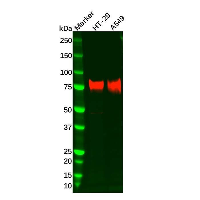 Recombinant 5T4 Antibody -    by Aladdin Scientific