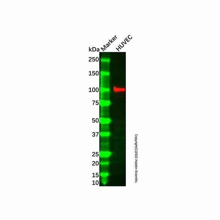 AASS Antibody -    by Aladdin Scientific