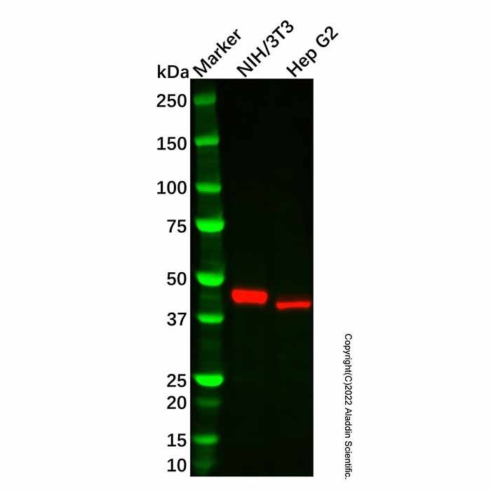 Recombinant Abhd5/CGI-58 Antibody -    by Aladdin Scientific