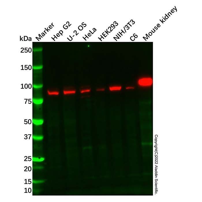 Recombinant Aconitase 1/ACO1 Antibody -    by Aladdin Scientific