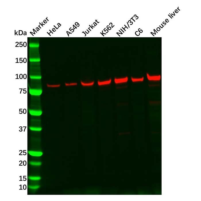 Recombinant Aconitase 2 Antibody -    by Aladdin Scientific