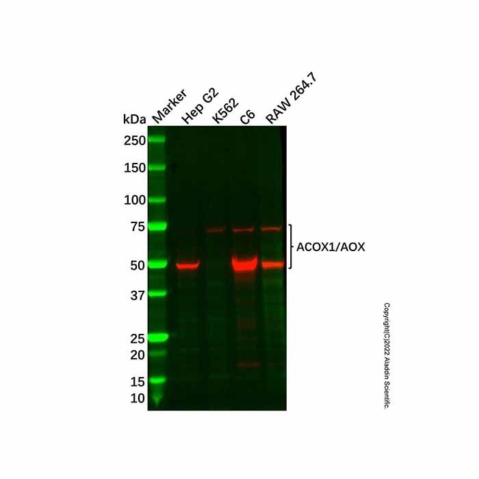 Recombinant ACOX1/AOX Antibody -    by Aladdin Scientific