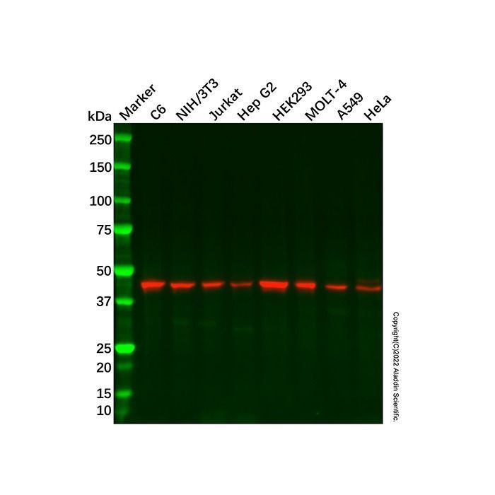 Recombinant ACTR1B Antibody -    by Aladdin Scientific