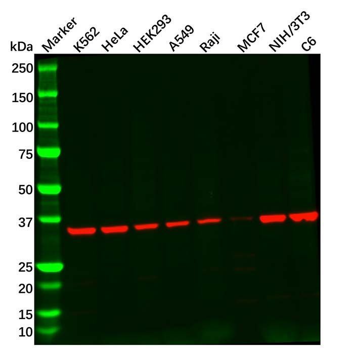 Recombinant Adenosine A1 Receptor Antibody -    by Aladdin Scientific