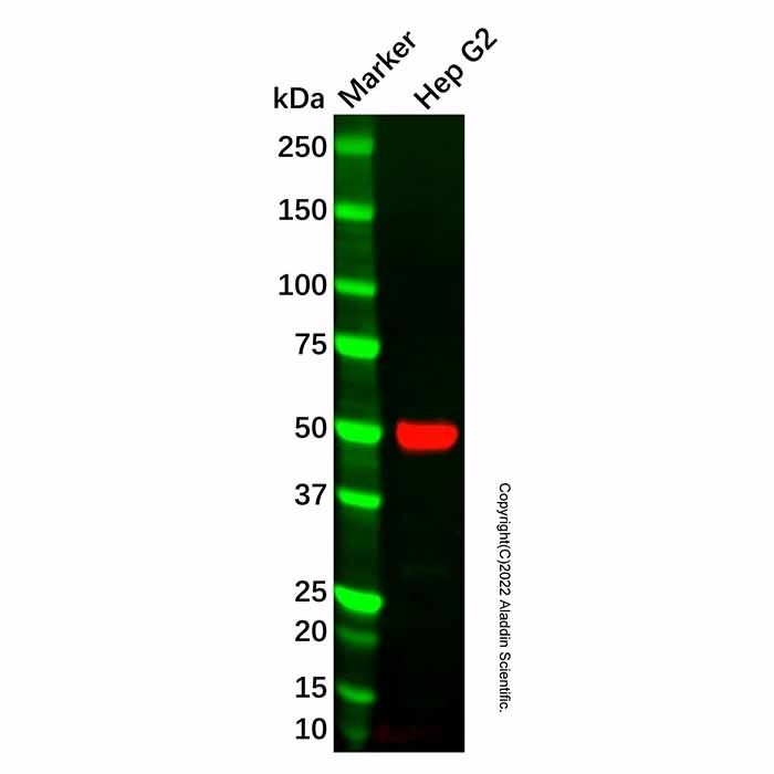 Perilipin 2 Mouse mAb -    by Aladdin Scientific