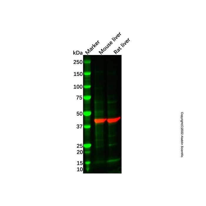 ADH1C Antibody -    by Aladdin Scientific