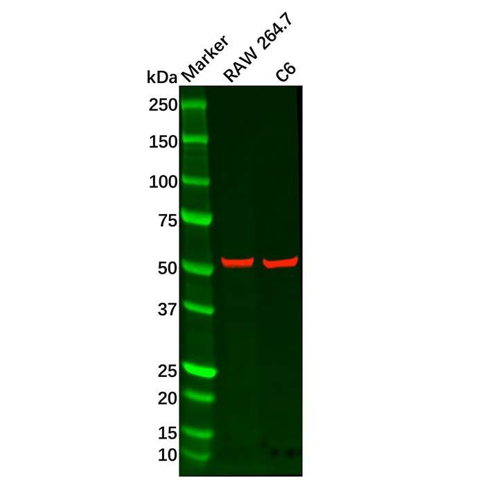 Recombinant Adipose Triglyceride Lipase Antibody -    by Aladdin Scientific